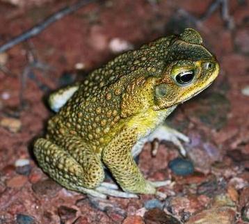 Adult male 10cm, photo by J Pumpars Adult male 10cm, photo by J Pumpars